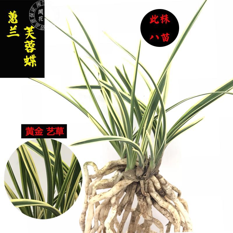兰花蕙兰芙蓉蝶黄金艺草 花艺双全 兰花苗花卉绿植盆栽包邮
