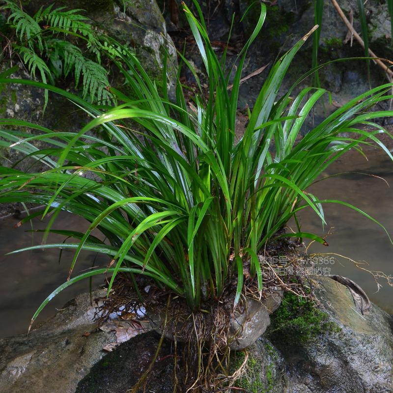 石菖蒲水培植物养龟专用附石虎须室内四季水培龙根水养花卉植物