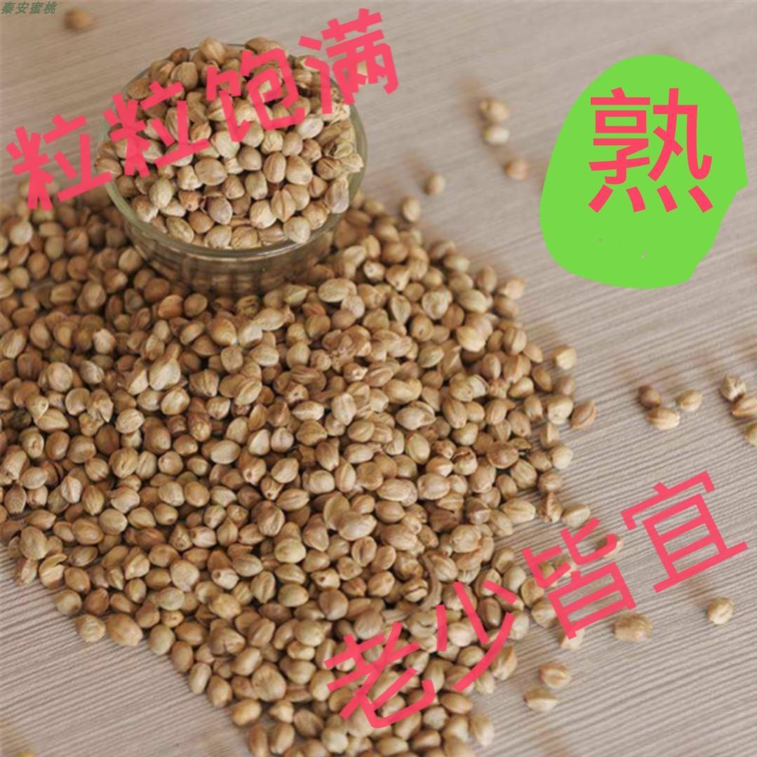 甘肃秦安香麻子,粒大,饱满,味美,原味干炒,500g包邮