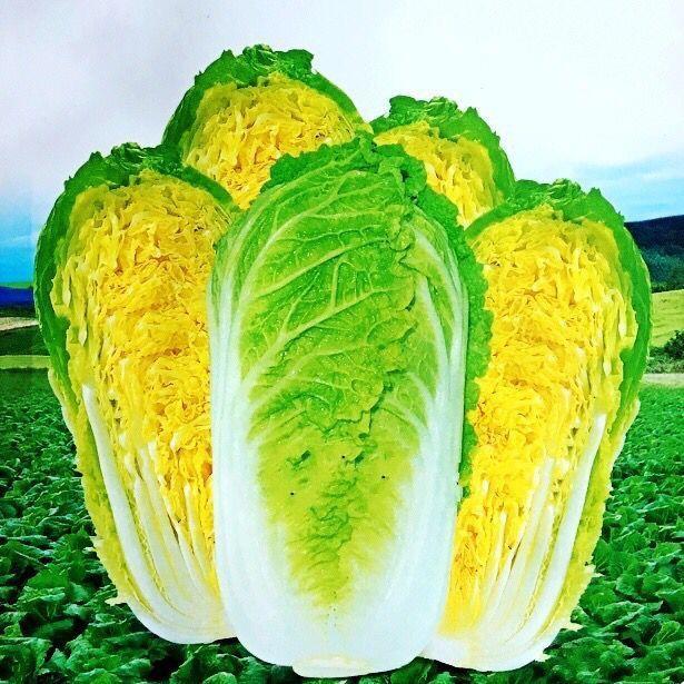 现在可以种大青菜吗 42836dbbfa25bfcf84385537bf919aed.jpeg