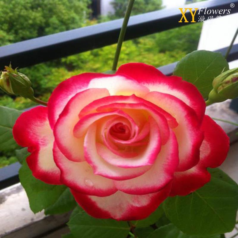 摩洛哥公爵，摩洛哥公爵月季花的优缺点？