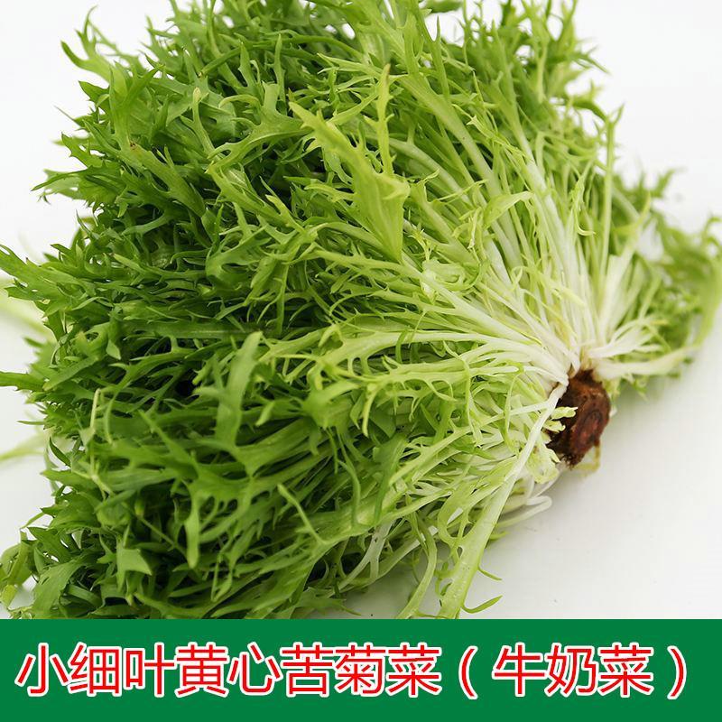 苦苣种子 盆栽阳台苦菊蔬菜种子俗称牛奶菜沙拉四季播细叶黄心