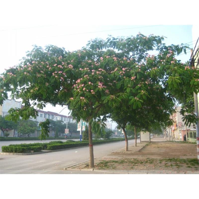 合欢树苗庭院花卉植物芙蓉树南北方遮阴树木别墅工程行道绿化苗