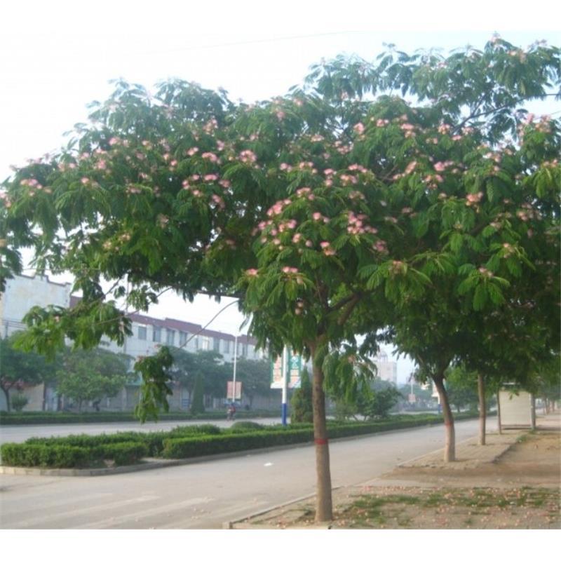 合欢树苗 庭院花卉植物芙蓉树 绒花树苗合欢苗合欢小苗遮阴树木