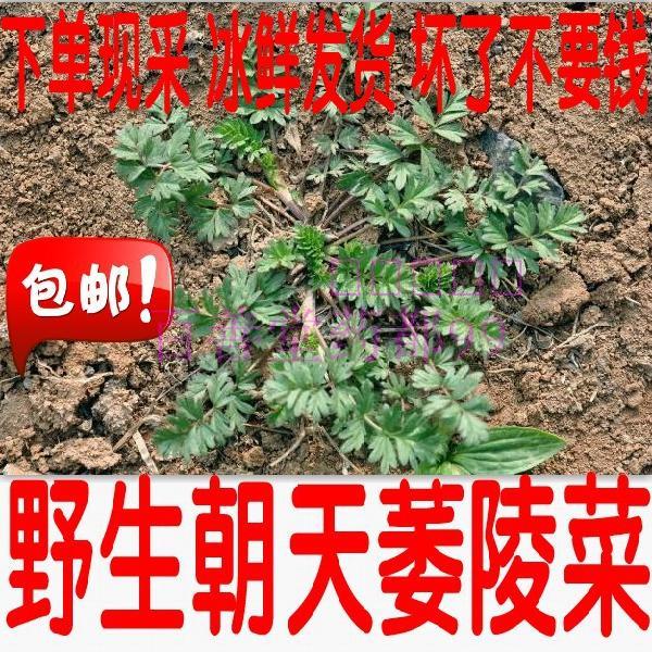 野生朝天委陵菜干铺地委陵菜 老鸹筋 鸡毛草 500克包邮