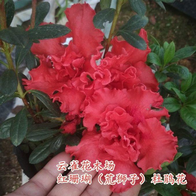 红珊瑚杜鹃花 花瓣卷曲型 大红色花朵 精品盆栽花卉