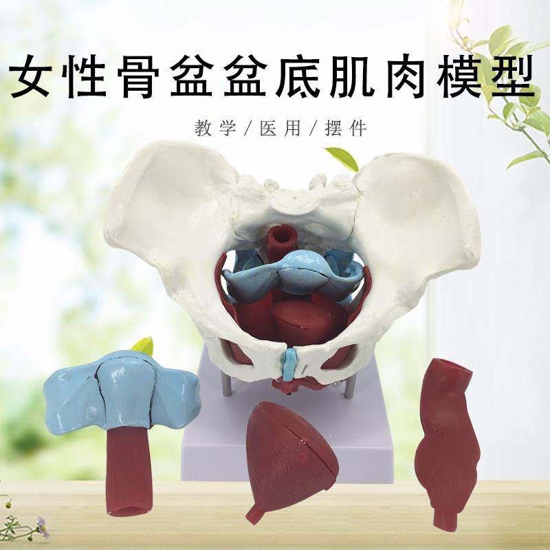 女性骨盆模型 骨盆 盆底肌模型 子宫模型 盆骨 分娩助产教学模型