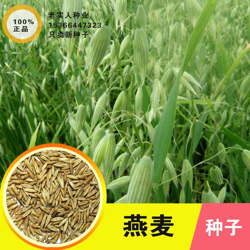 散装南方北方带壳燕麦种子皮燕麦种子雀麦野麦子燕麦草野燕麦