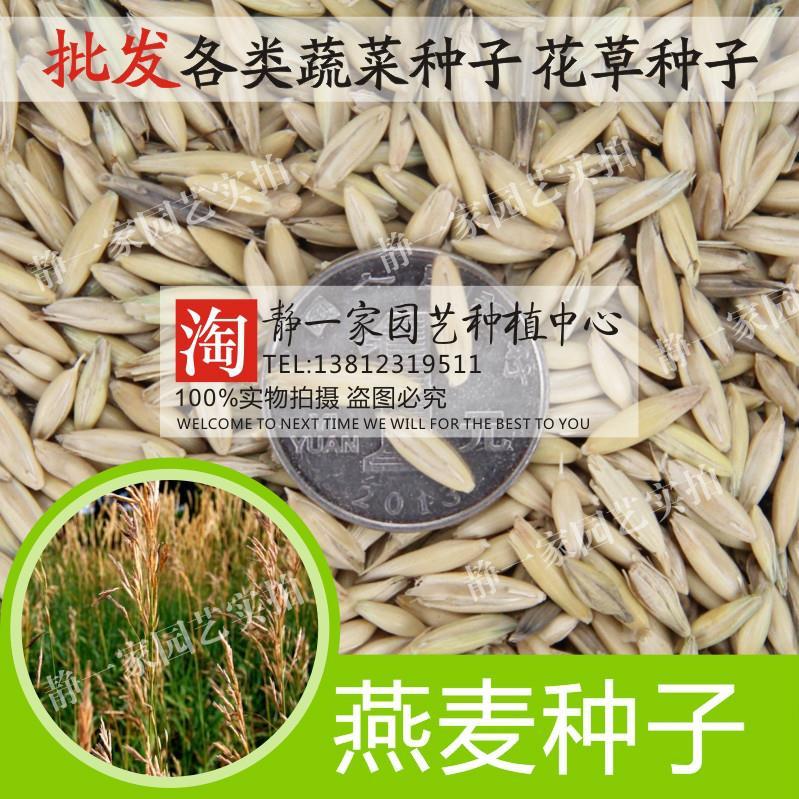 燕麦种子批发 皮燕麦种子 雀麦 野麦子 燕麦草 野燕麦带壳可食用