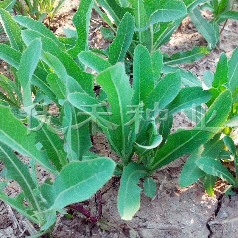 野生苦麻菜种子小苦菜种籽曲麻菜春季青菜籽野菜种籽蔬菜种孑四季
