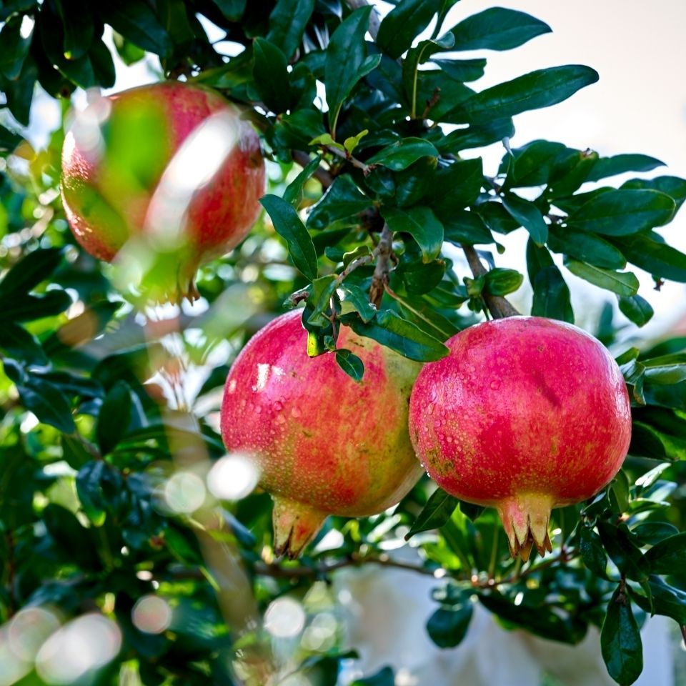 四川会理石榴水果新鲜非突尼斯软籽石榴红软无籽石榴当季甜石榴