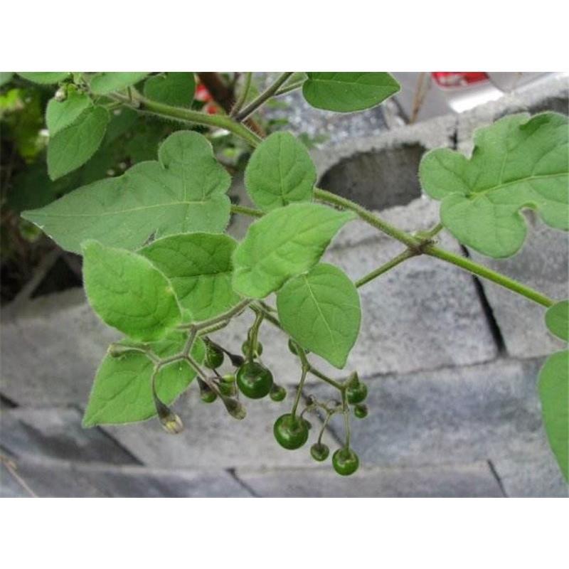 泰山野生新鲜白英白毛藤山甜菜白草白幕排风草天灯笼和尚头草包邮