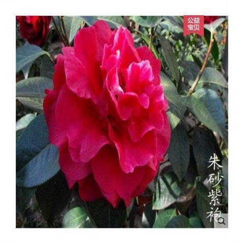 【朱砂紫袍】精选茶花苗山茶花盆栽绿植花卉庭院