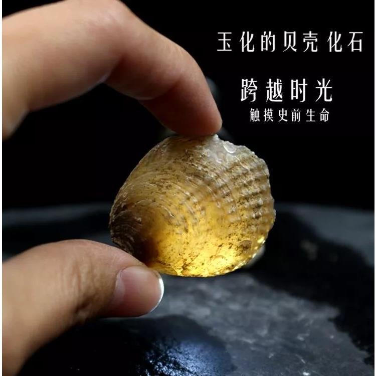 天然玛瑙质贝壳化石扇贝化石双壳全玉化化石科普教学标本吊坠礼品