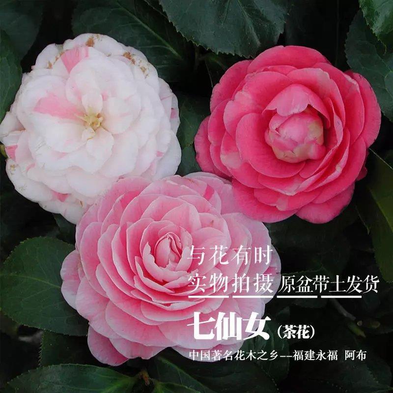 七仙女国内老品种山茶花一树多色白底盆栽扦插苗木带花苞福建包邮