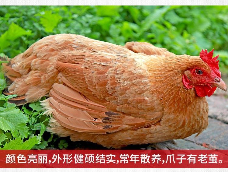 农家散养【两年老母鸡】土鸡草鸡柴鸡笨鸡新鲜鸡肉整只走地鸡月子滋补