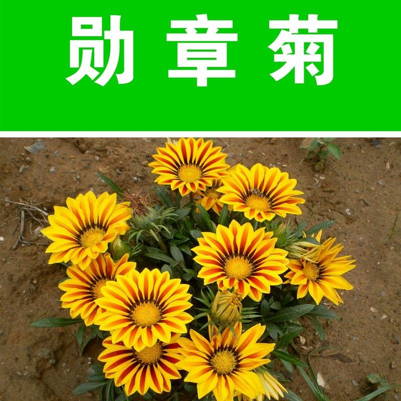 花海专用香草籽勋章菊种子勋章花非洲太阳花种籽四季可播花卉种子