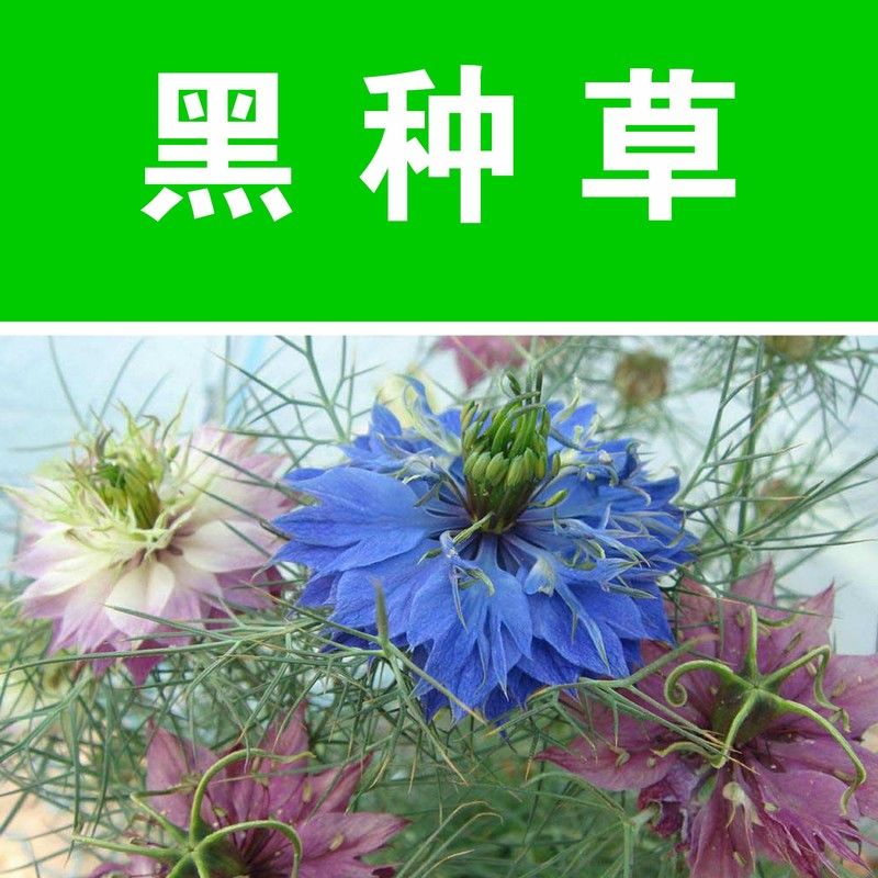 四季易种黑种草种子混色香草波斯宝石黑子草阳台盆栽植物观花种籽