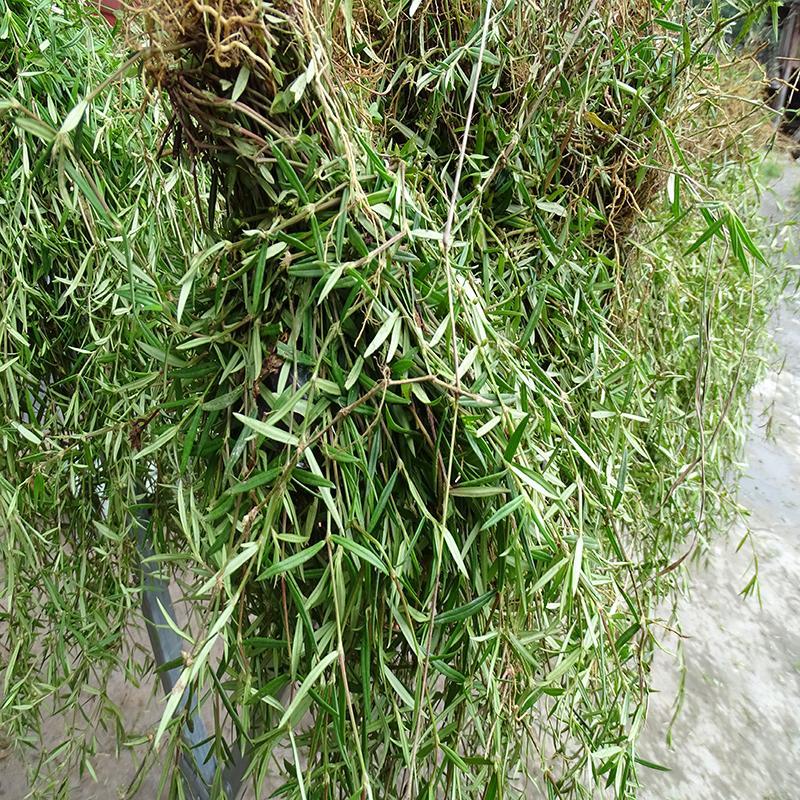 野生白花蛇舌草 白花蛇草云南特产新货自然晒干零添加包邮