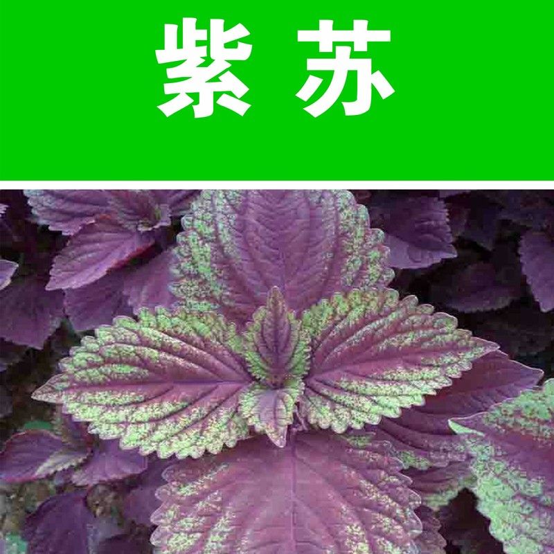 紫苏种子绿苏子白苏赤苏红苏黑苏白紫苏青苏苏麻水升麻种籽芽菜种