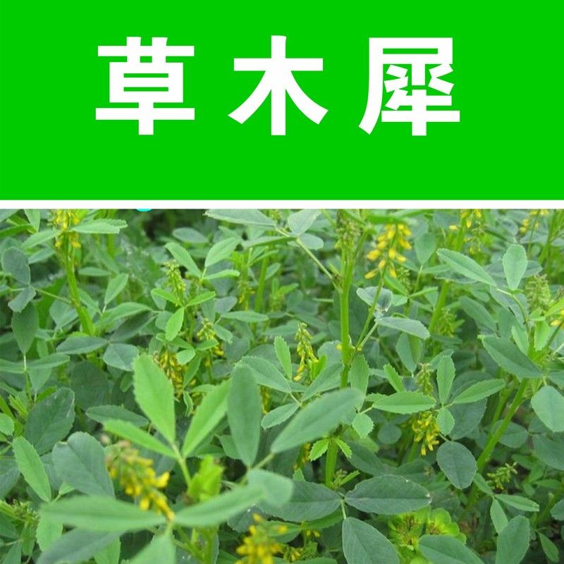 草木樨草木犀种子铁扫把败毒草种籽蜜源植物黄花草牧草型绿肥种子【2