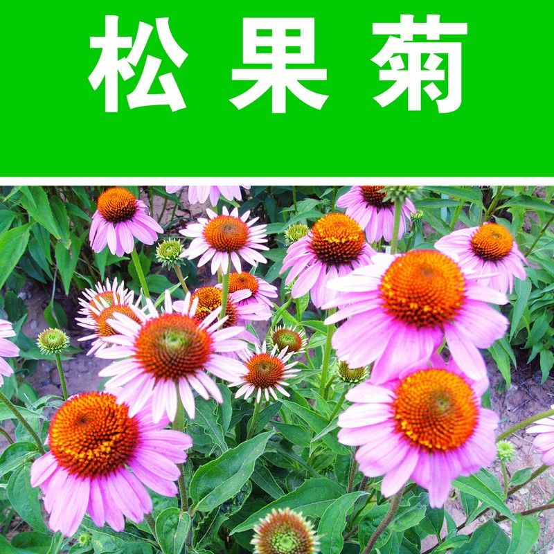 草原松果菊种子混色松果菊花籽紫锥菊花籽花卉花海庭院公园景观花