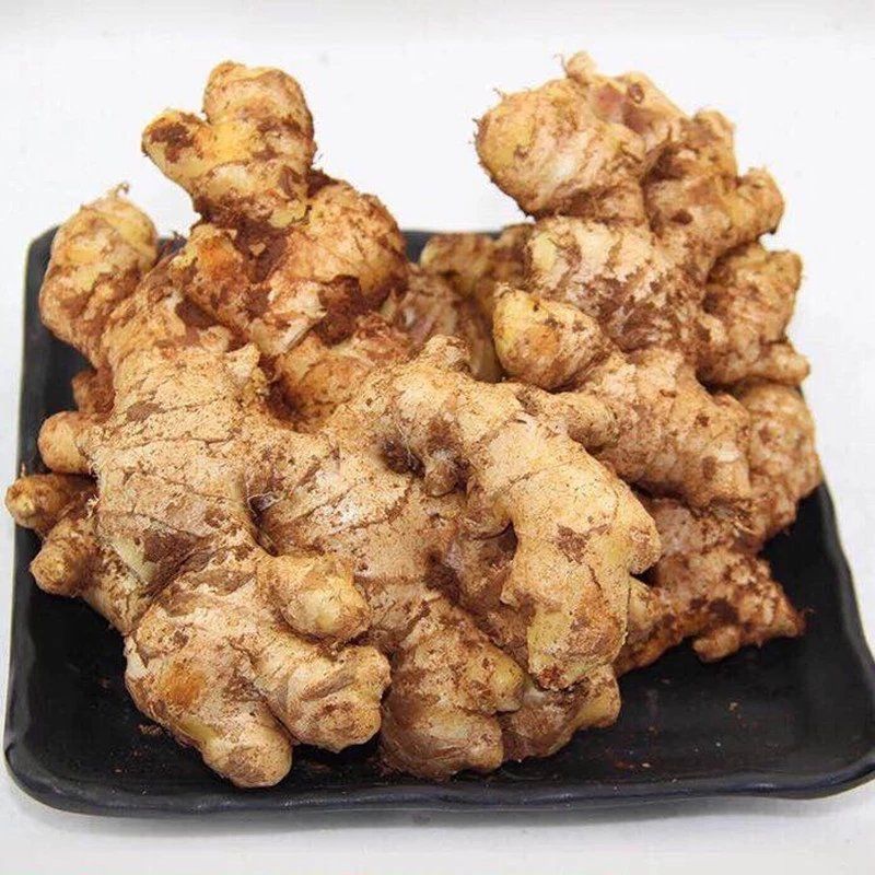 【今天现挖】云南小黄姜生姜黄姜辣姜老姜嫩姜特价批发5/3/1斤