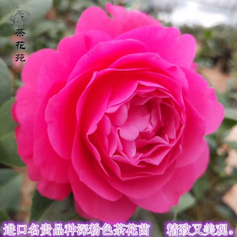 黛比茶花苗娜美丽新西兰进口名贵深粉色花卉绿植庭院阳台盆栽包邮