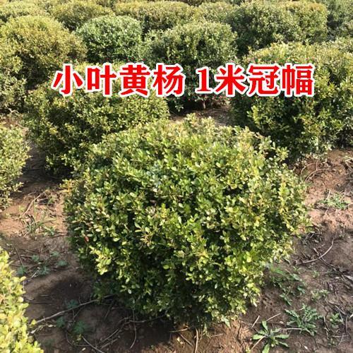 小叶黄杨苗瓜子黄杨苗法国冬青苗冬青苗金边黄杨庭院绿篱树苗