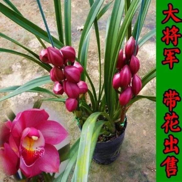 年宵大红花大花蕙兰 大将军兰花苗绿植花卉盆栽