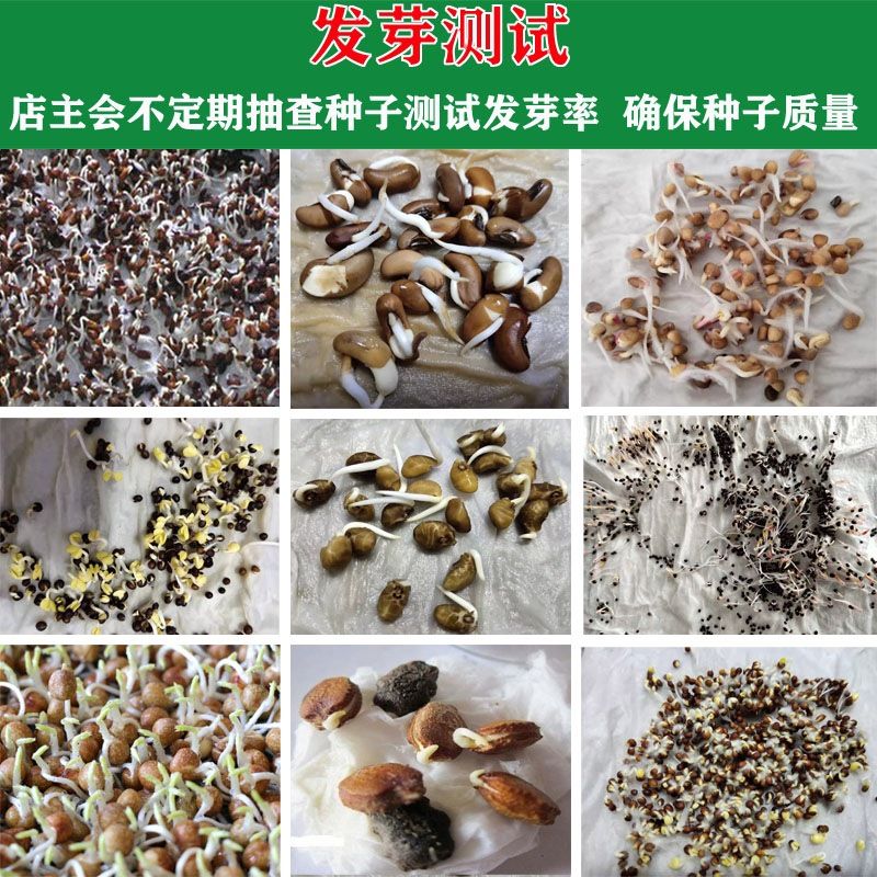 植物种子油 4e8f1e61ad924604117d7f9481a57d86.jpeg