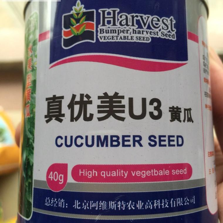 蓟农真优美u3黄瓜种子春秋种植早熟高产露地大棚优选