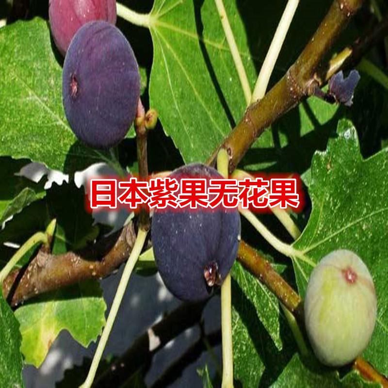盆栽地栽无花果树苗日本紫果无花果苗当年结果紫果苗南方北方种