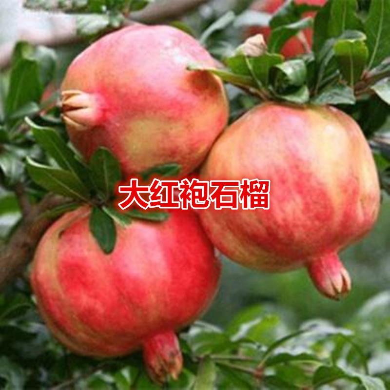 大红袍石榴树苗盆栽地栽南北方种植大红甜石榴树苗当年结果
