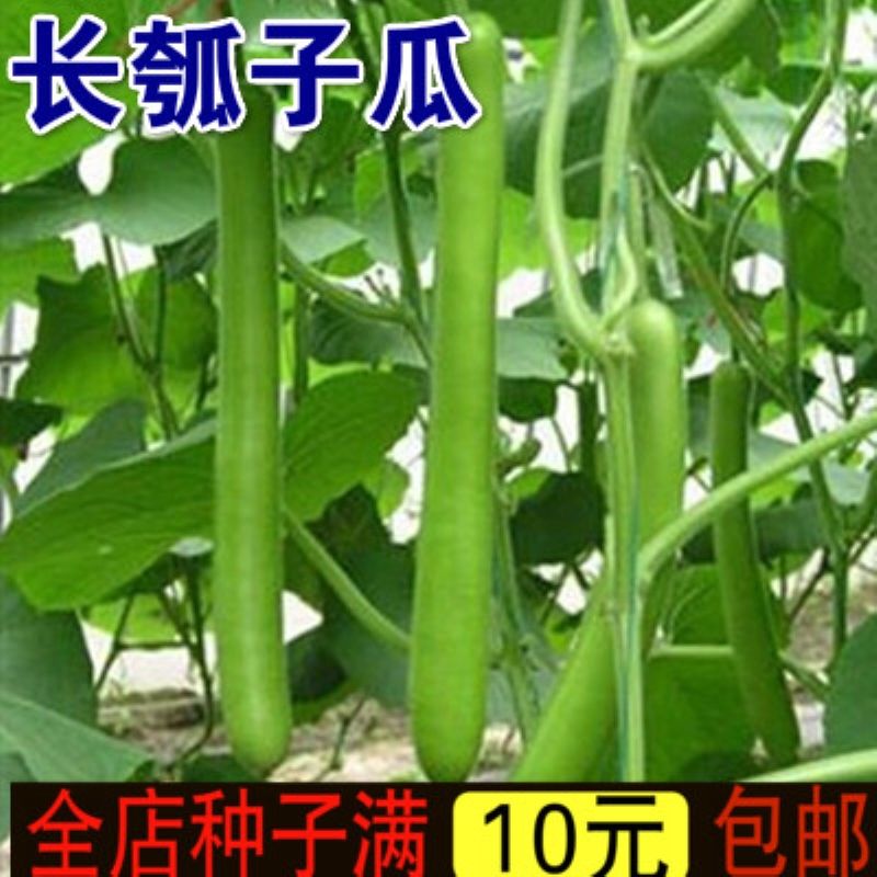 蒲子是什么菜 3ab3cf83db50495f2d1f178e5bba2625.jpeg