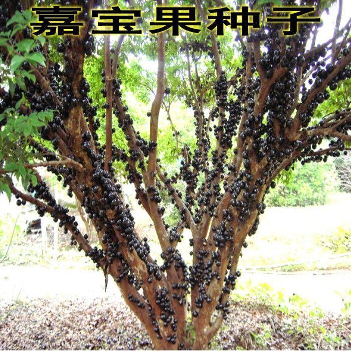 嘉宝果种子 树葡萄种子 名贵树种 水果种子 当年新种