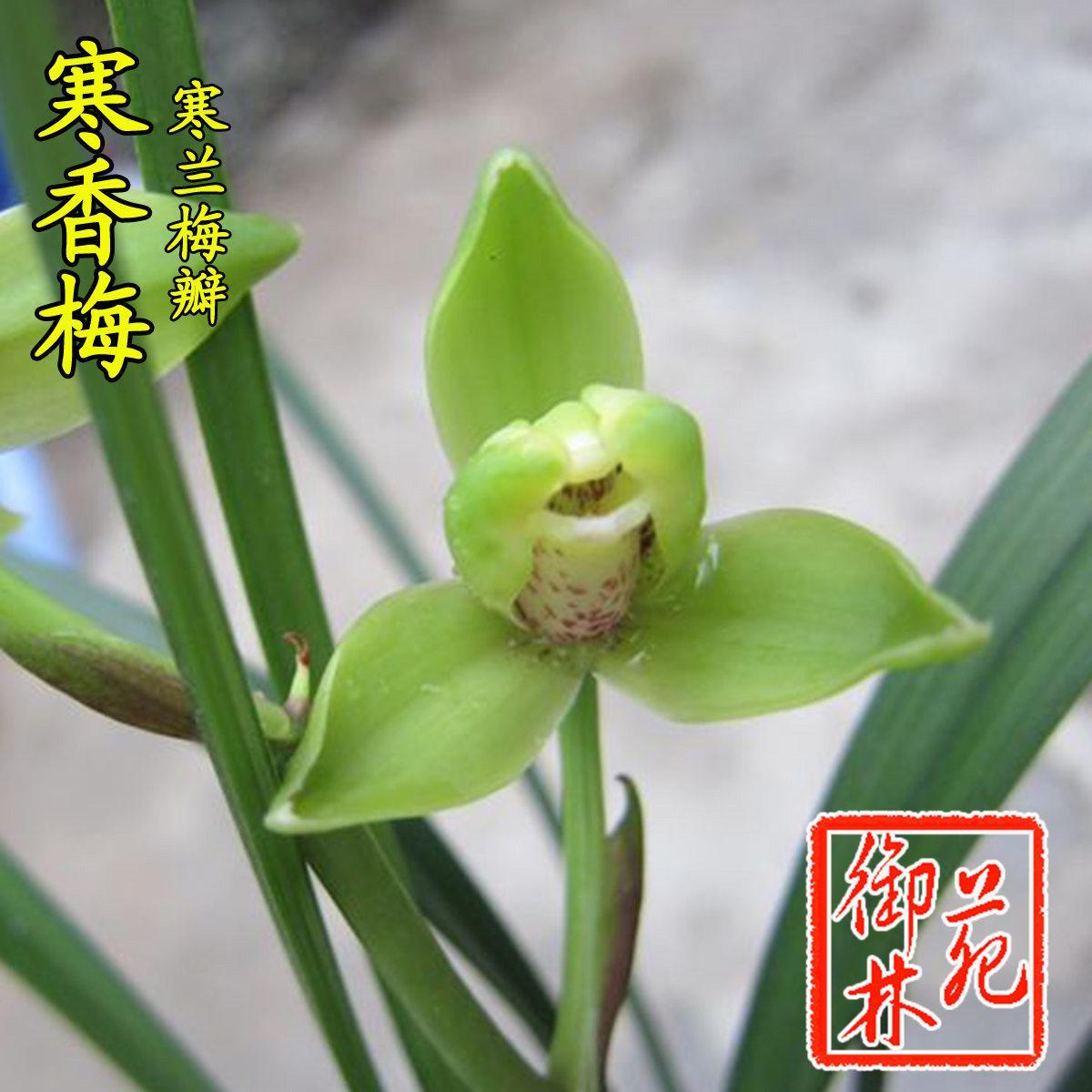 清仓价 寒兰梅瓣寒香梅高端兰花苗花卉室内盆景花季室内盆栽