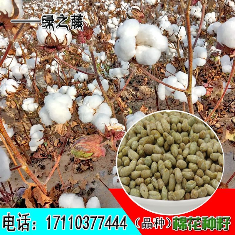 新疆棉花籽 棉仁 棉花种子 棉花籽棉 做衣服棉被专用棉花种子