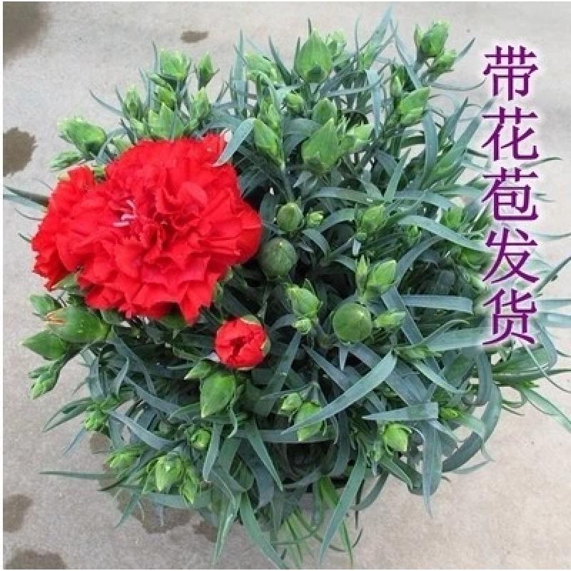 室内大型花卉盆栽带花苞 247cfb64d21476fb14d448c9151c8032.jpg