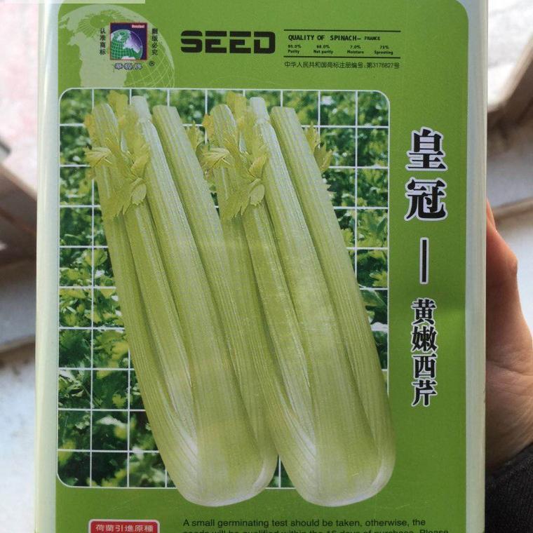 皇冠黄嫩西芹芹菜种子荷兰引进高产旱芹水芹种子四季播种包邮