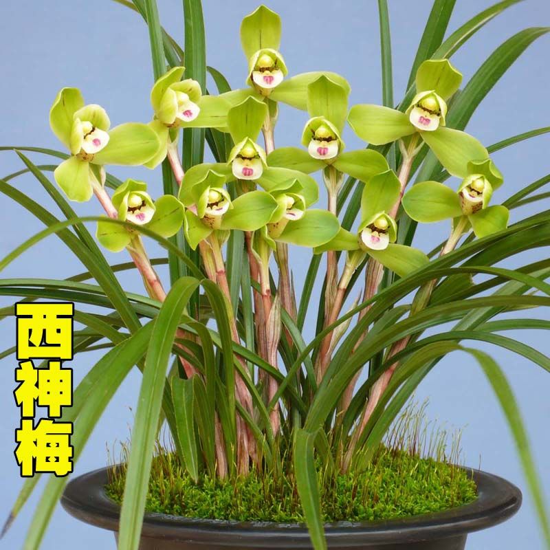 兰花苗春兰老种西神梅冬季带花苞名贵品种经典对版鲜花绿植阳台