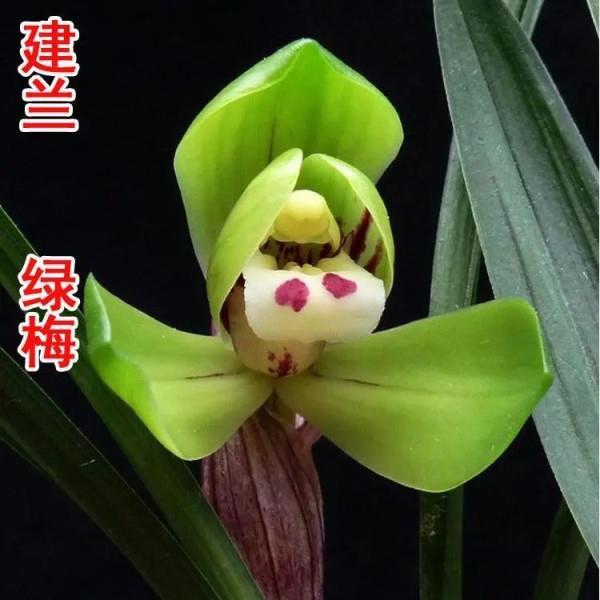 正品茶兰花窗台兰花~建兰四季兰绿梅原生老种浓香盆栽 免邮
