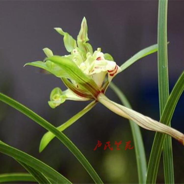 高档春兰铭品 玉树银花 绿植花卉盆栽 兰花苗 国兰兰花易开花