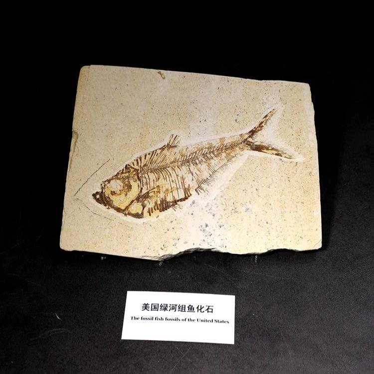 天然  美国 绿河组 鱼化石 艾氏鱼化石 古生物动物化石原石标本