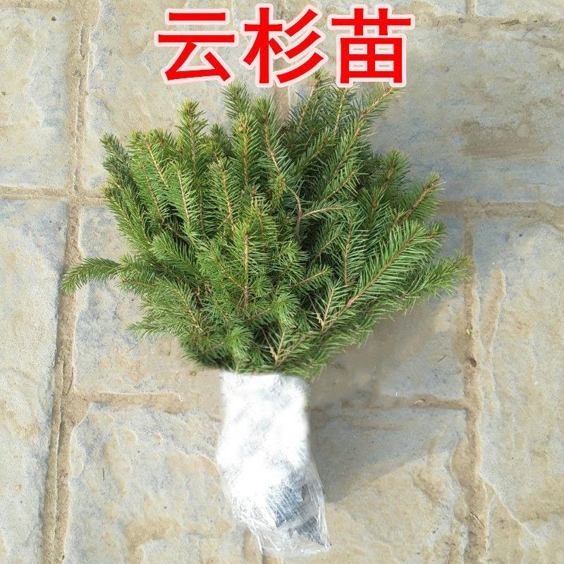 云杉树苗蓝杉苗蓝杉树苗圣诞树园林风景工程绿化庭院盆栽耐寒植物