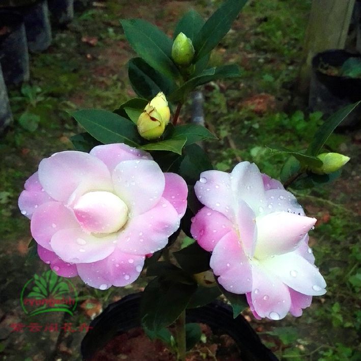 壮苗茶花飘柔 盆栽茶花苗新品园艺茶花山茶苗 室内庭院花卉飘柔茶