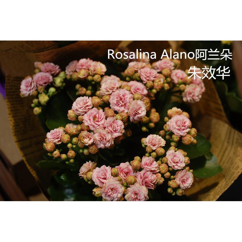 爱米园艺长寿花花苗重瓣盆栽绿植花卉花玛格丽特达科塔