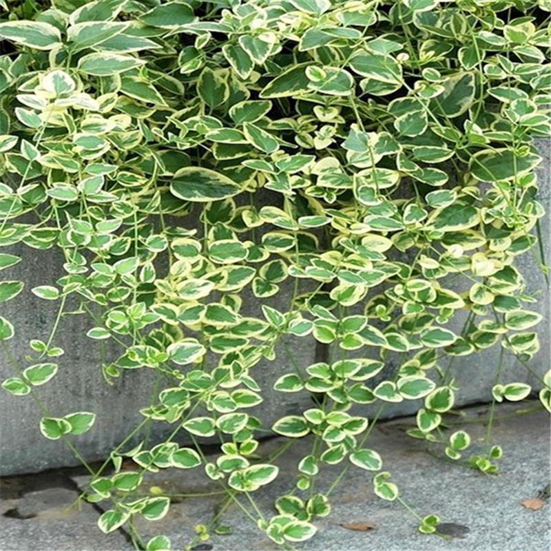 花叶蔓常春藤 花叶霹雳吊兰盆栽垂吊植物金边长青藤室内吸除甲醛