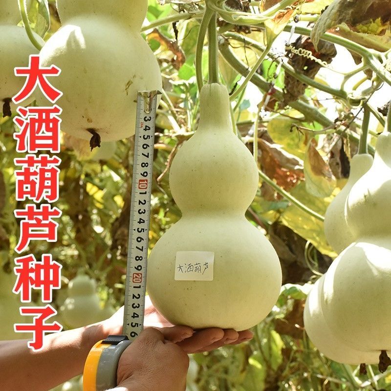 大葫芦子籽 特大 巨型特大巨型超大酒葫芦种子文玩观赏阳台盆栽景