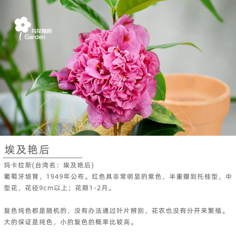 精品埃及艳后山茶花玛卡拉斯紫金山稀有名贵树苗盆栽当年开花户外